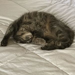 Meet your Posher, Franki